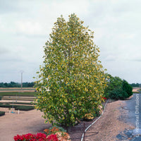 Blühende Bäume - Bunter Tulpenbaum - Liriodendron tulipifera Aureomarginata