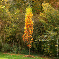 Liriodendron tulipifera Fastigiatum - Säulen-Tulpenbaum Fastigiatum - Blühende Bäume