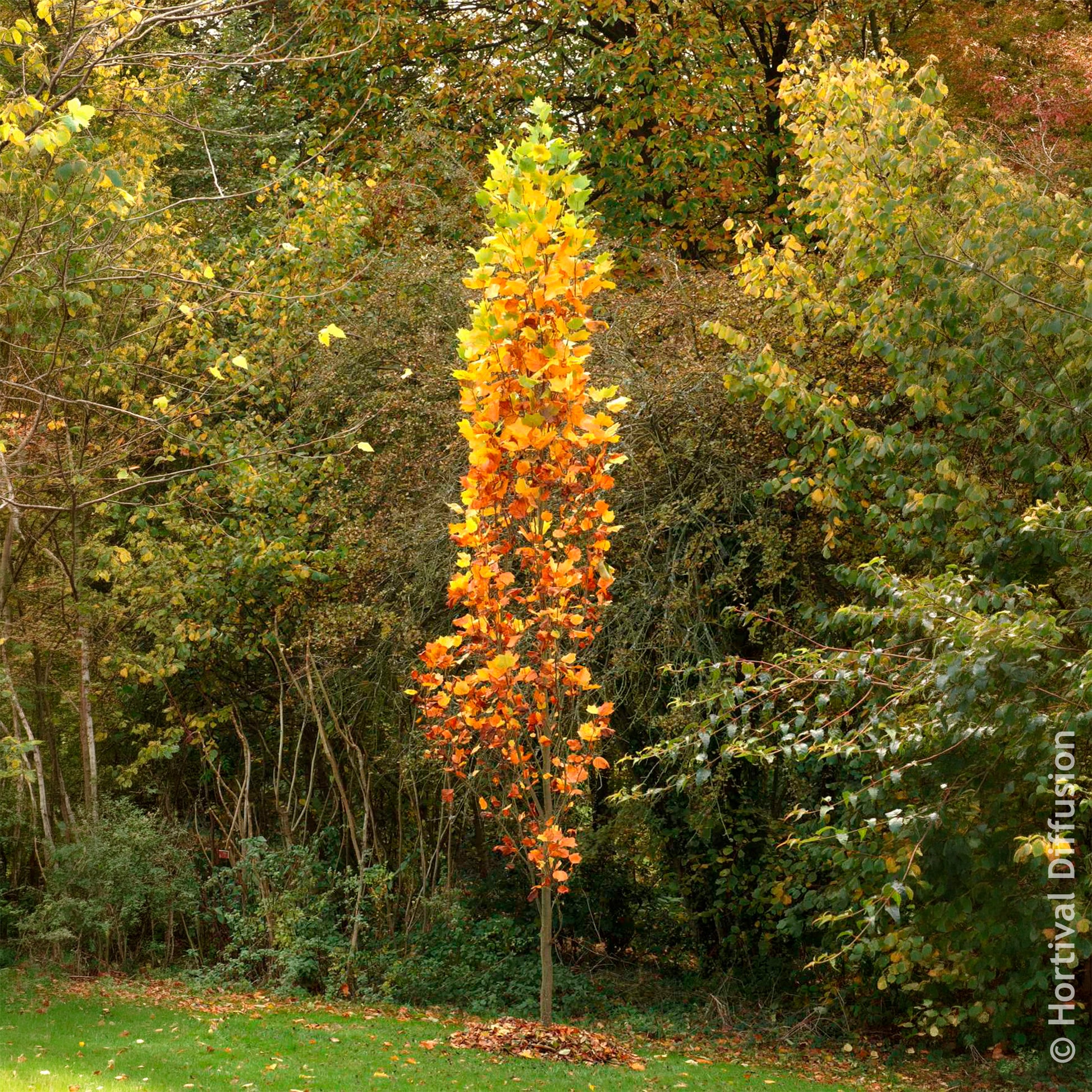 Liriodendron tulipifera Fastigiatum - Säulen-Tulpenbaum Fastigiatum - Blühende Bäume