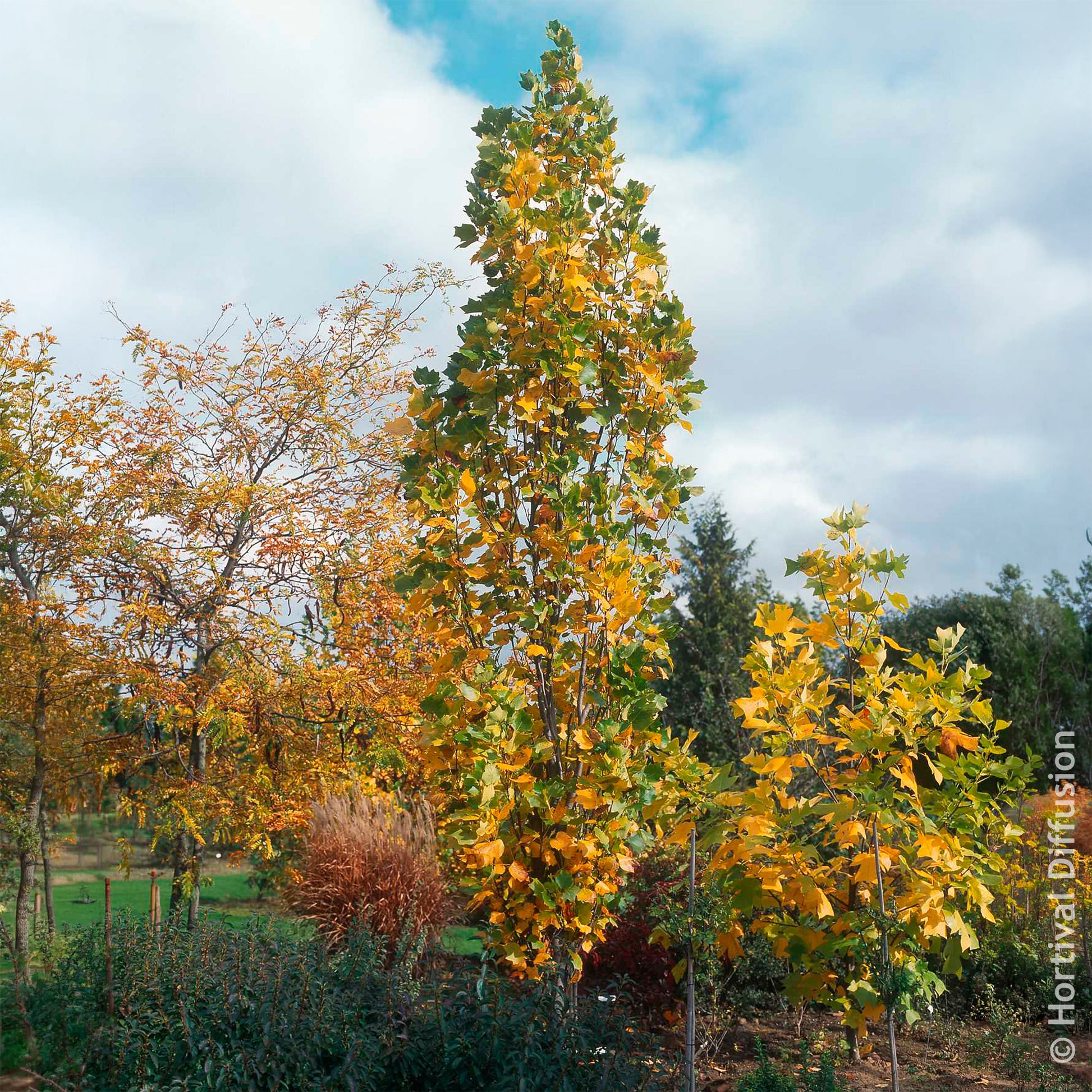 Säulen-Tulpenbaum Fastigiatum - Bakker