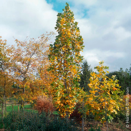 Säulen-Tulpenbaum Fastigiatum - Bakker