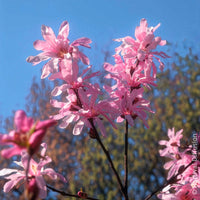 Verkauf Magnolia Leonard Messel