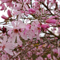 Magnolia Leonard Messel - Magnolien - Bakker