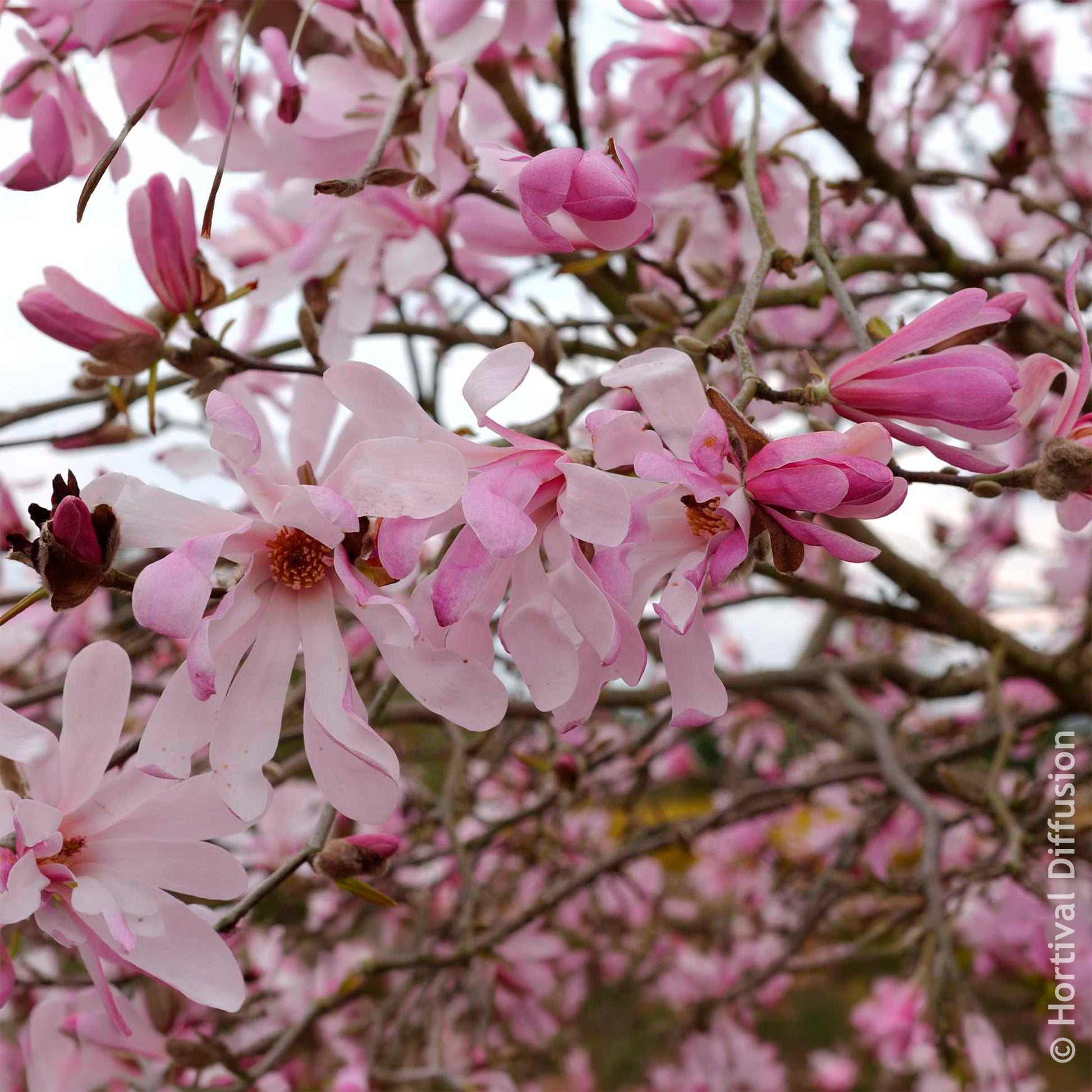 Magnolia Leonard Messel - Magnolien - Bakker