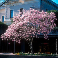 Verkauf Magnolien - Magnolia Leonard Messel