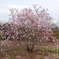 Verkauf Magnolia loebneri Leonard Messel - Magnolia Leonard Messel