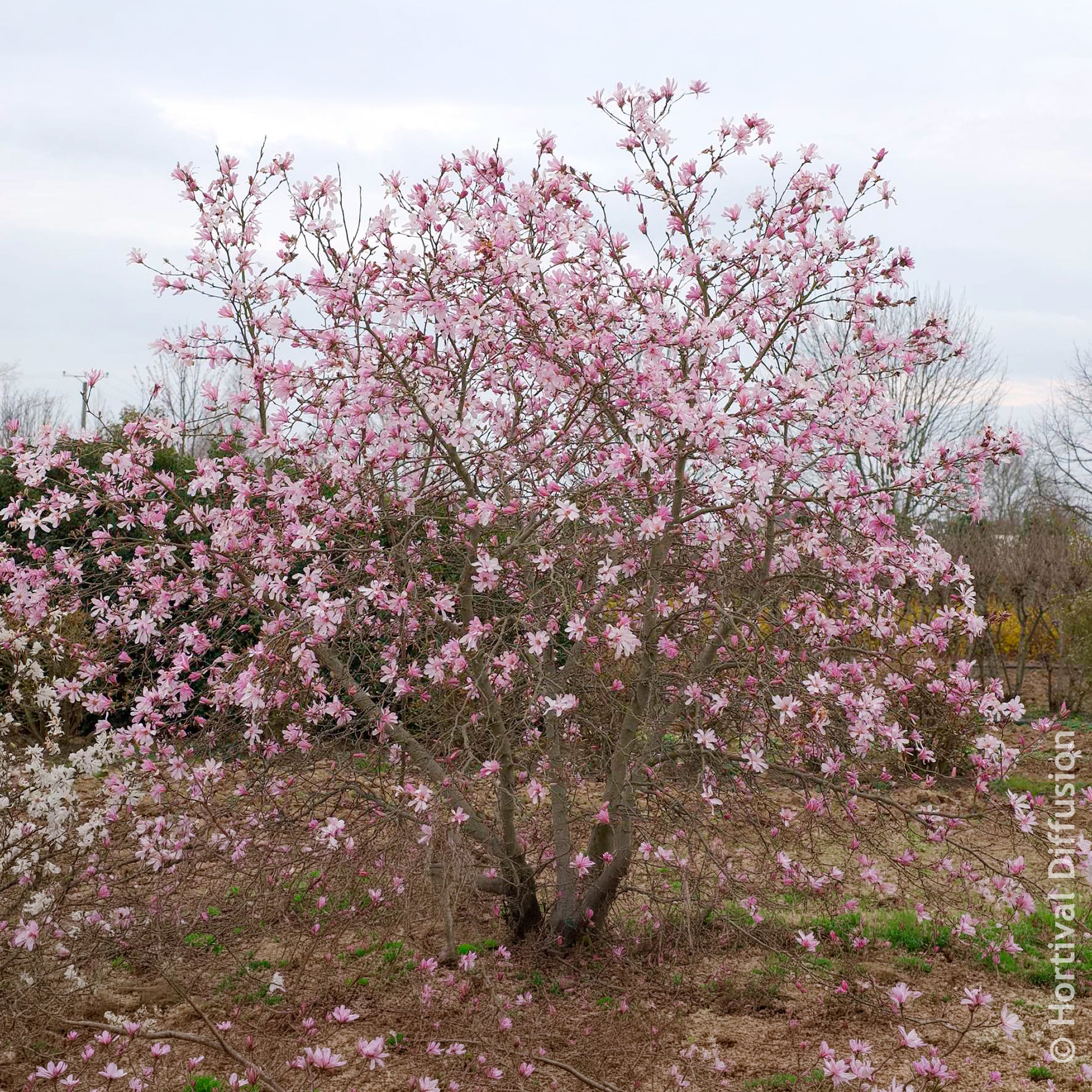 Verkauf Magnolia loebneri Leonard Messel - Magnolia Leonard Messel