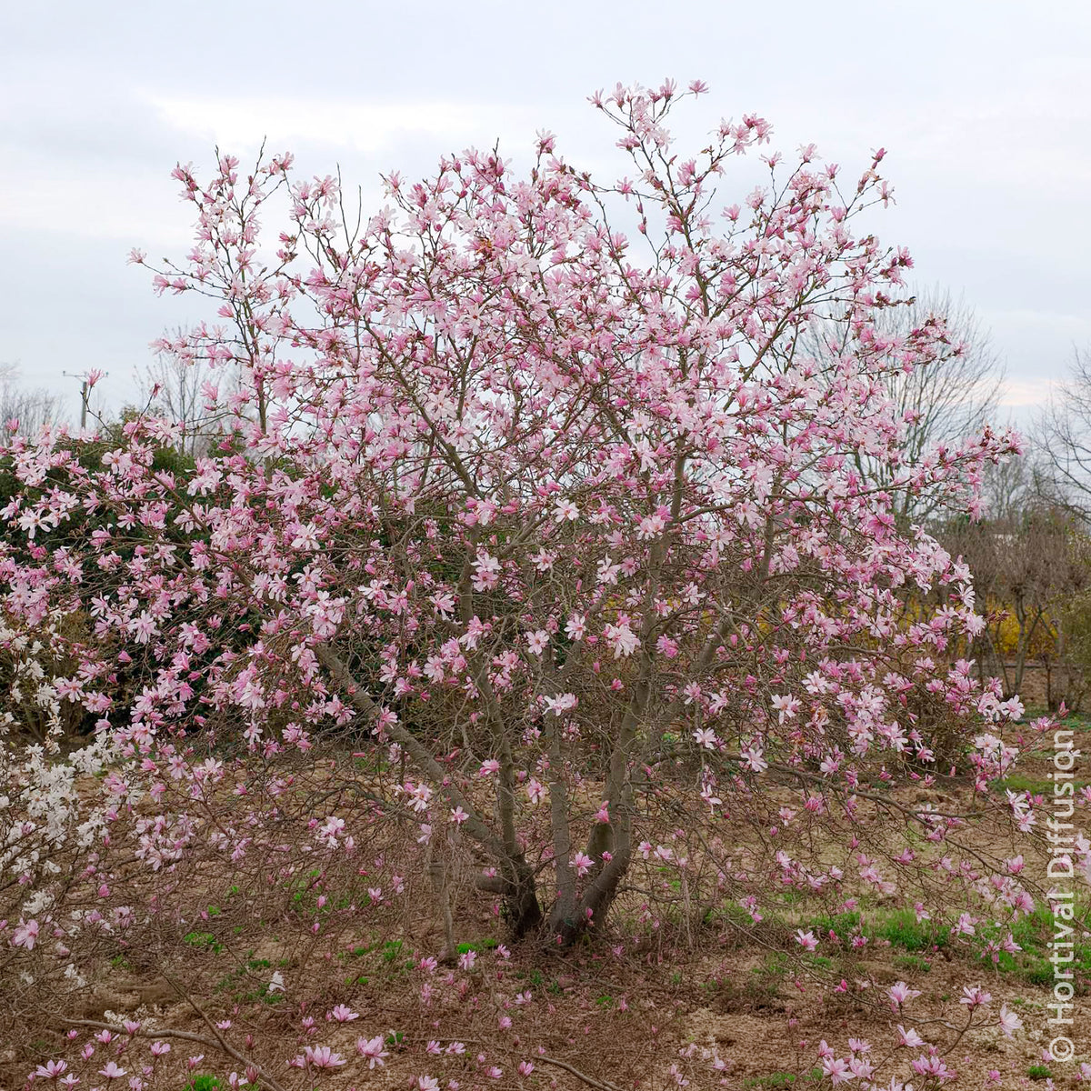 Verkauf Magnolia loebneri Leonard Messel - Magnolia Leonard Messel