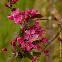 Verkauf Zierapfel Coccinella