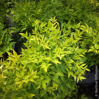 Verkauf Himmelsbambus Magical Lemon Lime