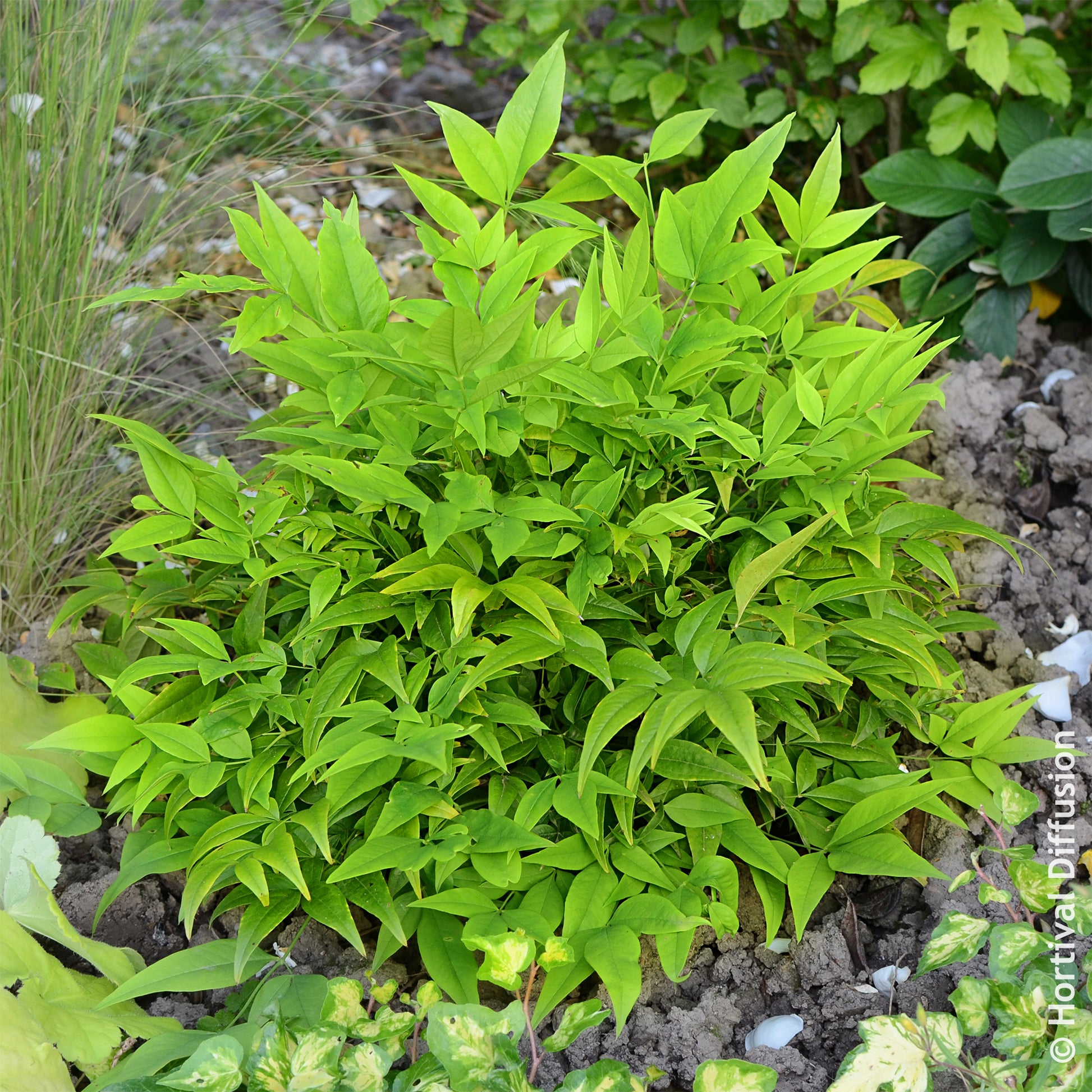 Himmelsbambus Magical Lemon Lime - Immergrüne Pflanzen - Bakker