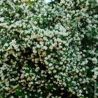 Verkauf Philadelphus coronarius - Pfeifenstrauch
