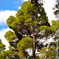 Verkauf Aleppo-Kiefer - Pinus halepensis