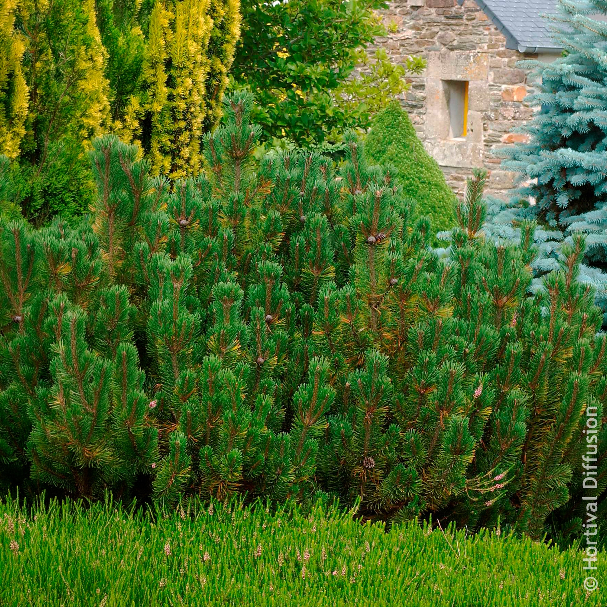 Kiefer - Bergkiefer Pumilio - Pinus mugo Pumilio