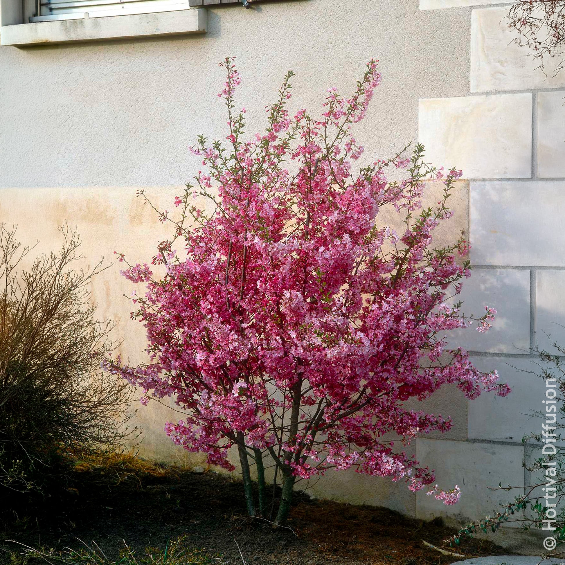 Japanische Blütenkirsche Fukubana - Prunus subhirtella Fukubana - Bakker