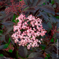 Verkauf Schwarzer Holunder Black Beauty - Sambucus nigra Black Beauty