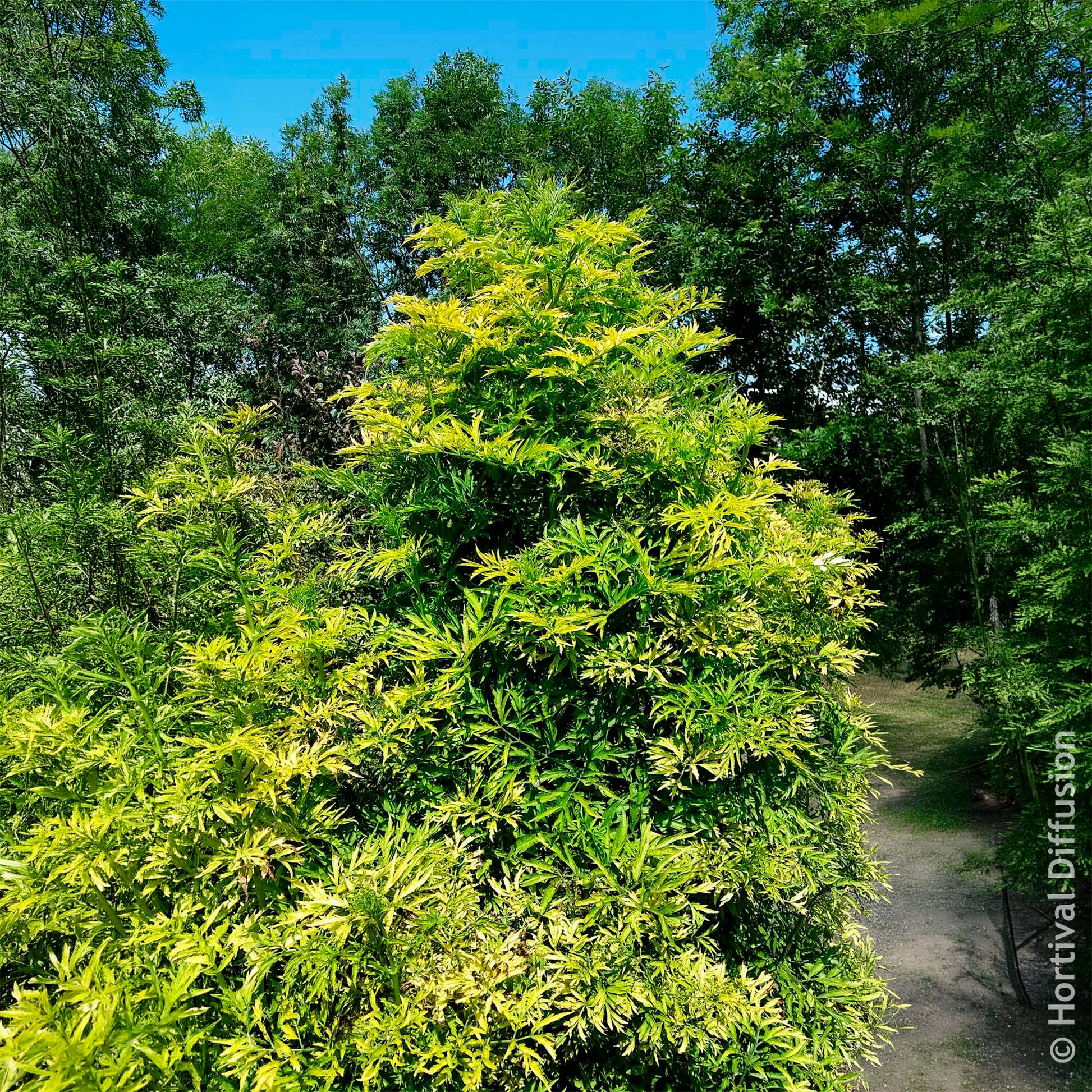 Sträucher - Schwarzer Holunder Golden Tower - Sambucus nigra Golden Tower
