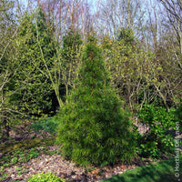 Verkauf Japanische Schirmtanne - Sciadopitys verticillata