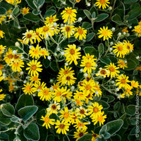Senecio greyi Sunshine - Greiskraut Sunshine - Immergrüne Sträucher