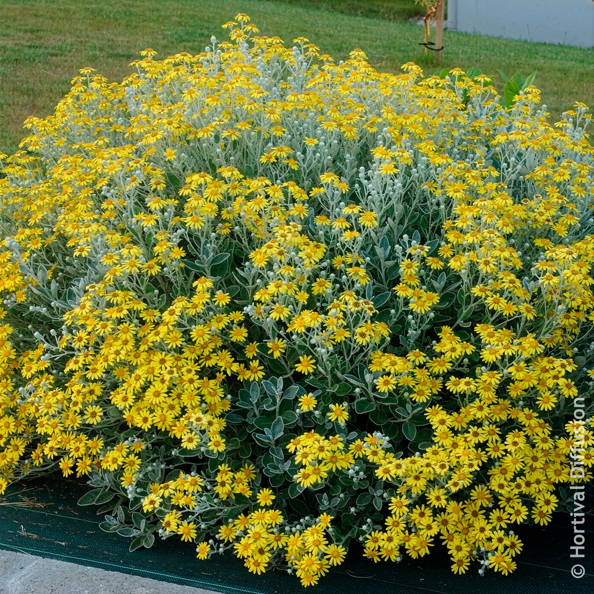 Immergrüne Sträucher - Greiskraut Sunshine - Senecio greyi Sunshine