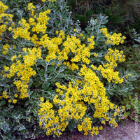 Verkauf Greiskraut Sunshine - Senecio greyi Sunshine