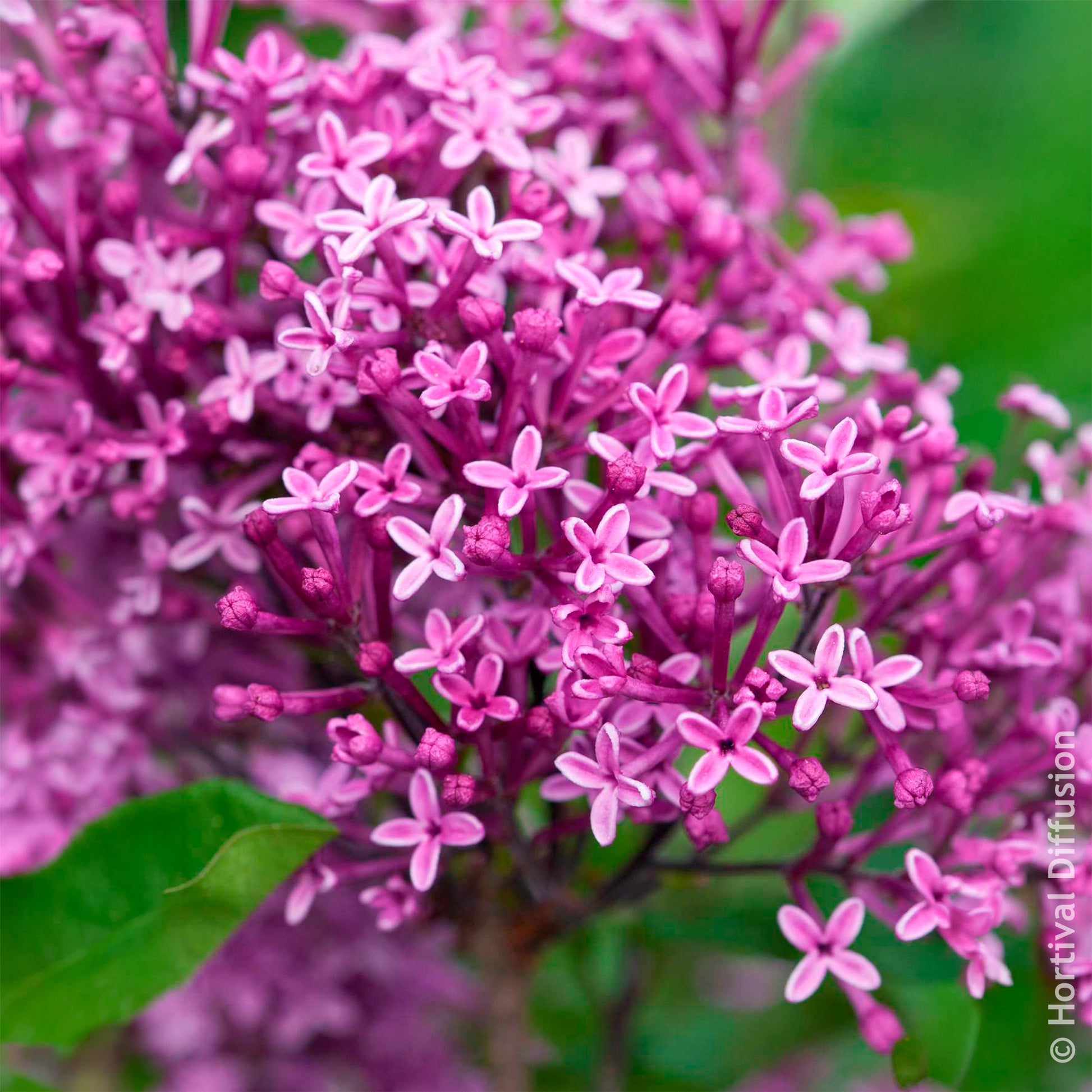 Flieder Bloomerang Dark Purple - Syringa Bloomerang Dark Purple - Bakker