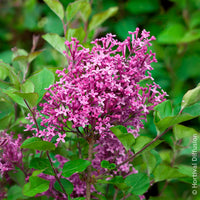 Flieder Bloomerang Dark Purple - Bakker