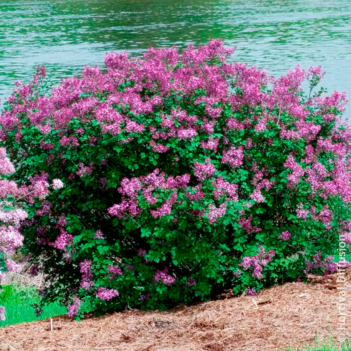 Verkauf Herbstflieder 'Dark Purple' - Syringa pubescens microphylla Bloomerang Dark Purple