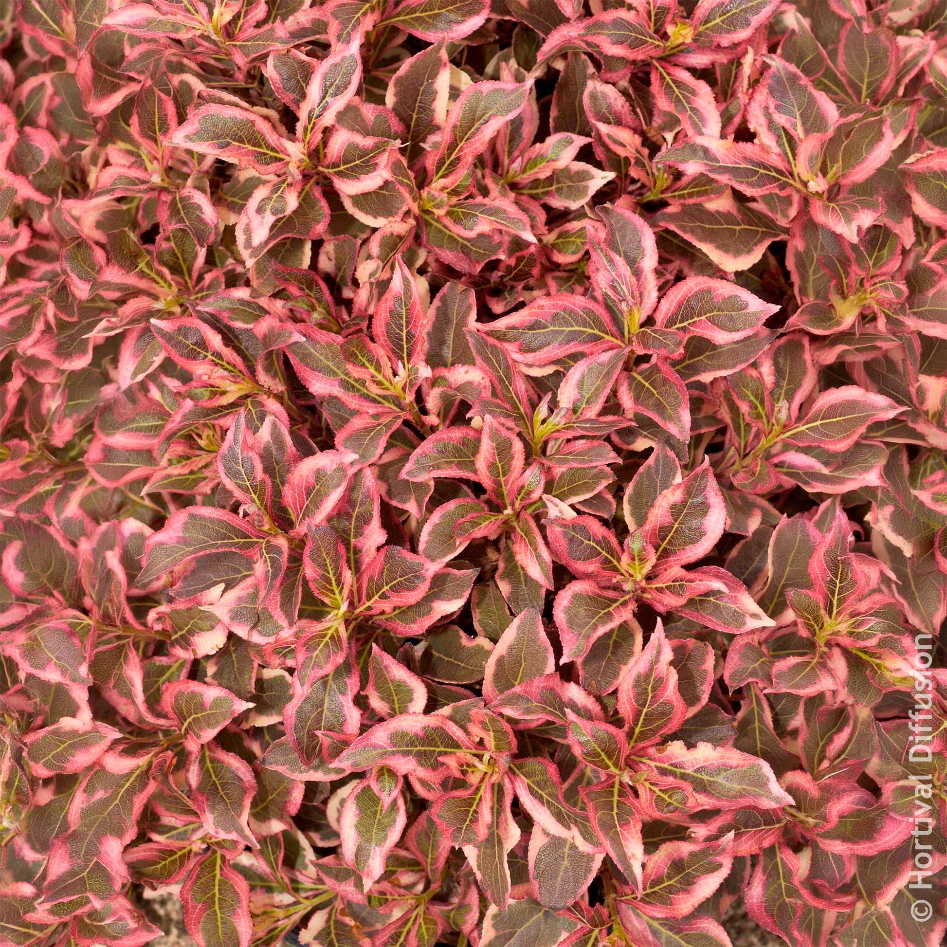 Verkauf Weigelie Monet - Weigela florida Monet