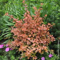 Großblütige Abelie Caramel Charm - Abelia grandiflora Caramel Charm - Bakker