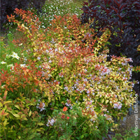 Verkauf Großblütige Abelie Caramel Charm - Abelia grandiflora Caramel Charm