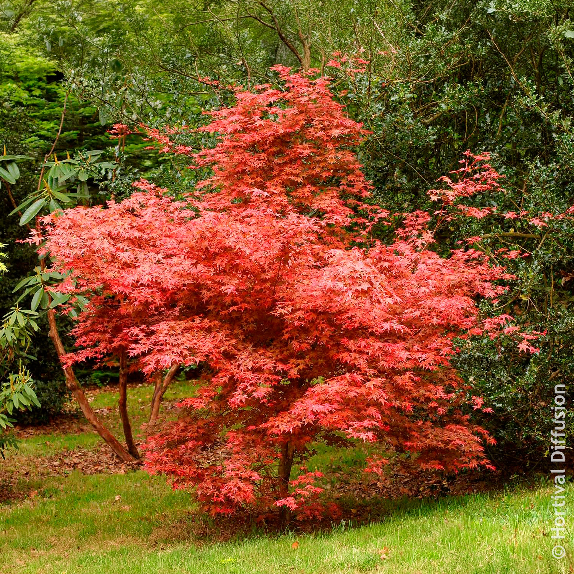 Verkauf Japanischer Ahorn Deshojo - Acer palmatum Deshojo