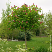 Rote Rosskastanie Briotii - Aesculus carnea Briotii - Bakker