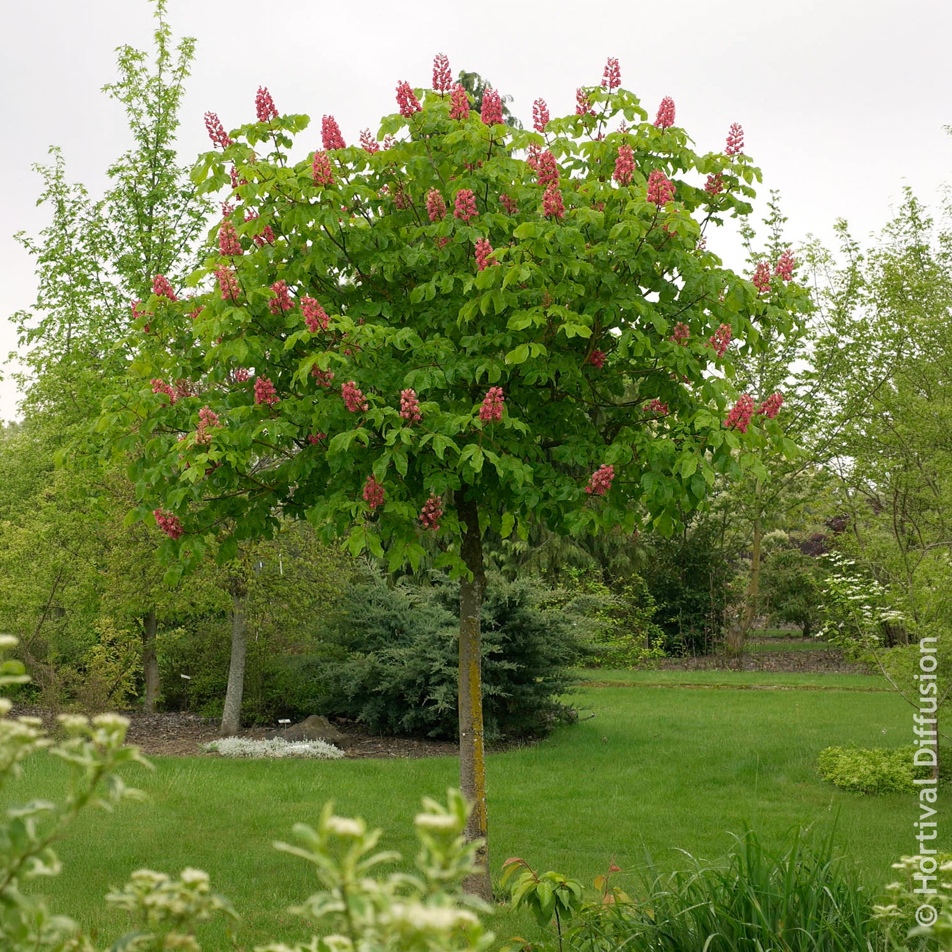 Rote Rosskastanie Briotii - Aesculus carnea Briotii - Bakker