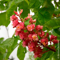 Rote Rosskastanie Briotii - Bakker