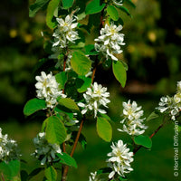 Amelanchier alnifolia Smokey - Erlenblättrige Felsenbirne Smokey - Blühende Sträucher