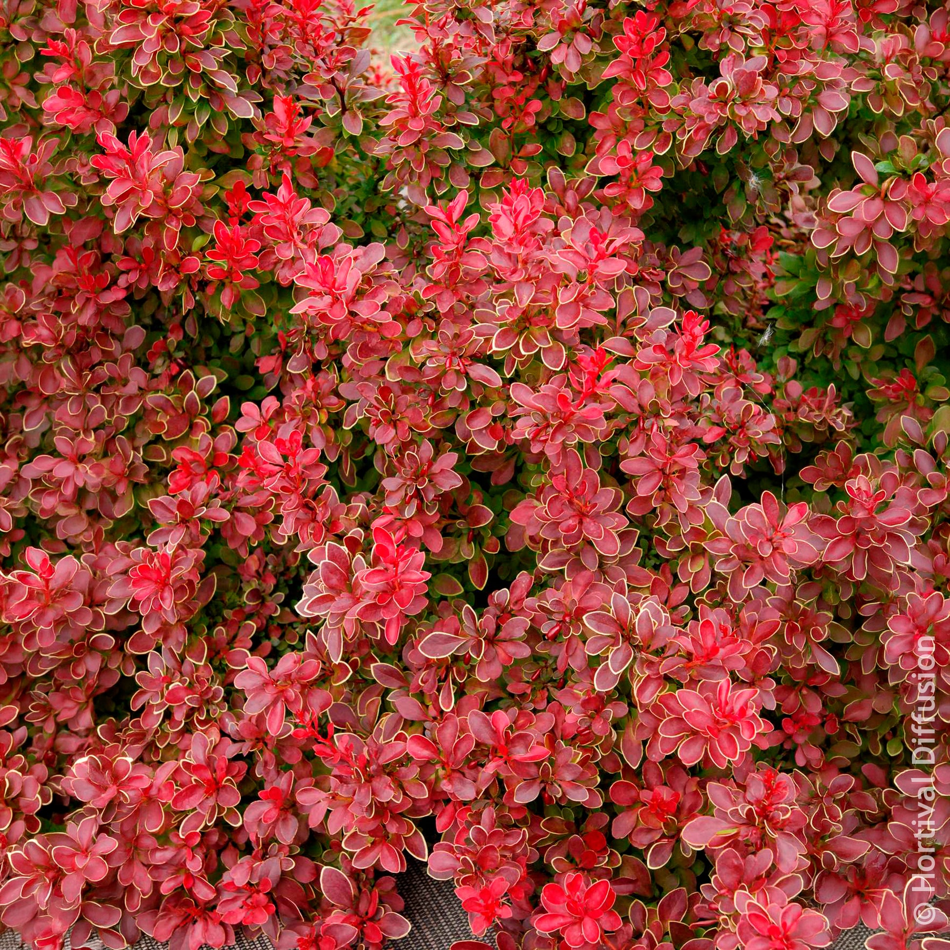 Berberis - Berberitze - Berberitze Admiration - Berberis thunbergii Admiration