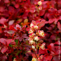 Berberitze Admiration - Berberis thunbergii Admiration - Bakker