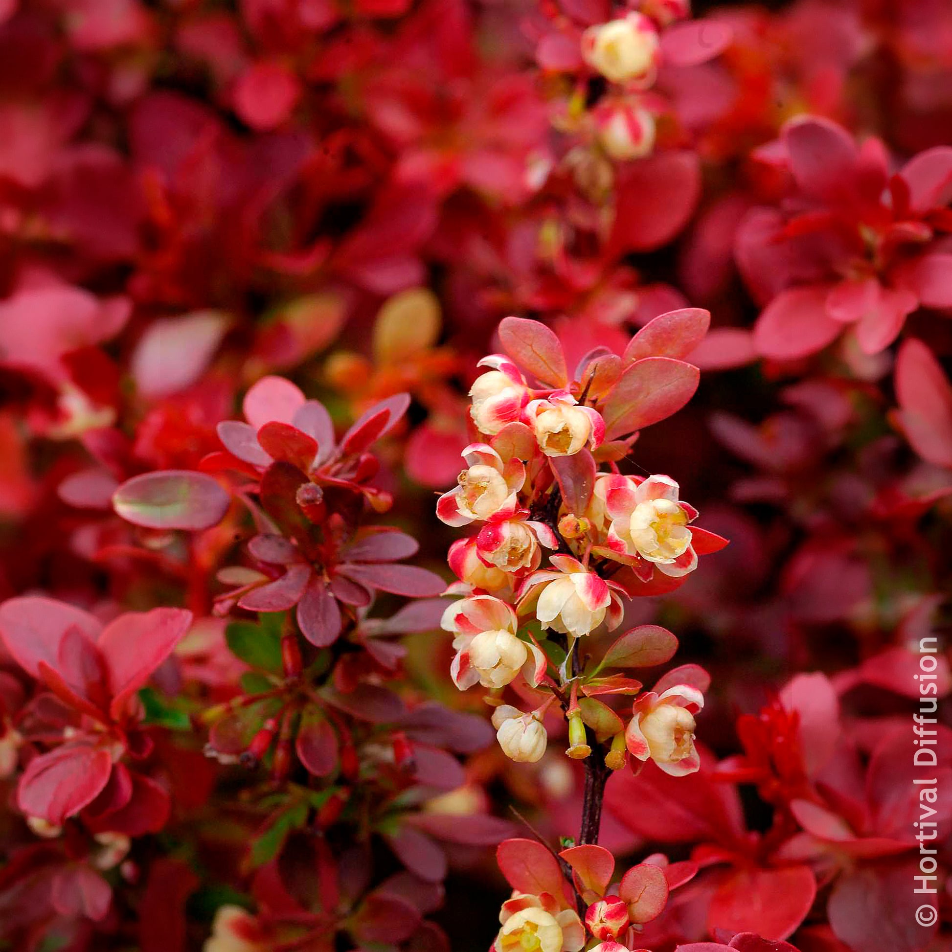 Berberitze Admiration - Berberis thunbergii Admiration - Bakker