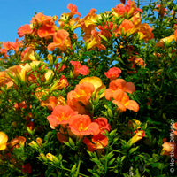 Campsis grandiflora - Großblütige Trompetenblume - Campsis - Trompetenblume