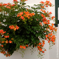 Großblütige Trompetenblume - Bakker