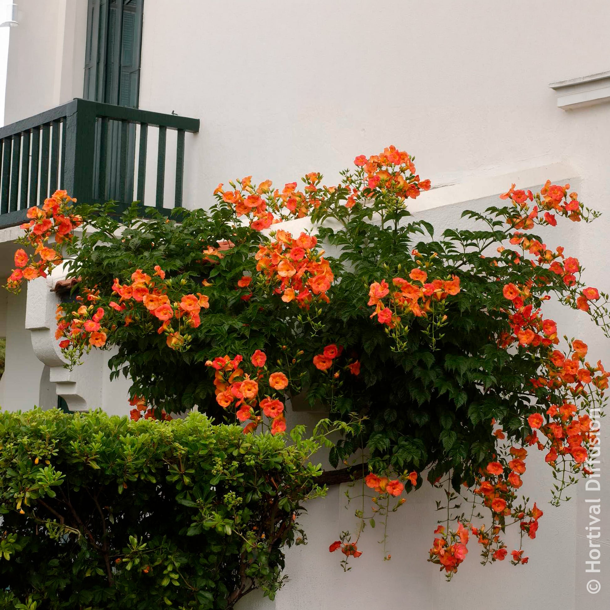 Großblütige Trompetenblume - Campsis grandiflora - Bakker
