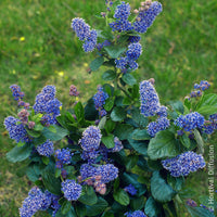 Säckelblume Trewithen Blue - Bakker