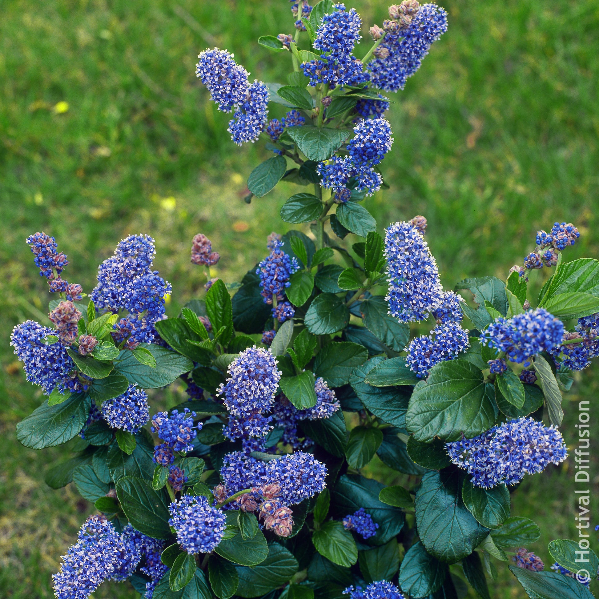 Säckelblume Trewithen Blue - Bakker