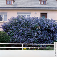Säckelblume Trewithen Blue - Ceanothus arboreus Trewithen Blue - Bakker