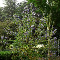 Säckelblume - Säckelblume Trewithen Blue - Ceanothus arboreus Trewithen Blue