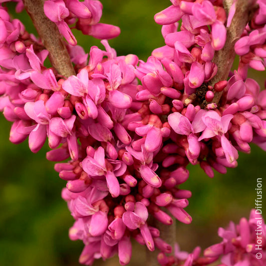 Chinesischer Judasbaum Avondale - Bakker