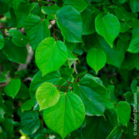 Chinesischer Judasbaum Avondale - Cercis chinensis Avondale Pot - Bakker