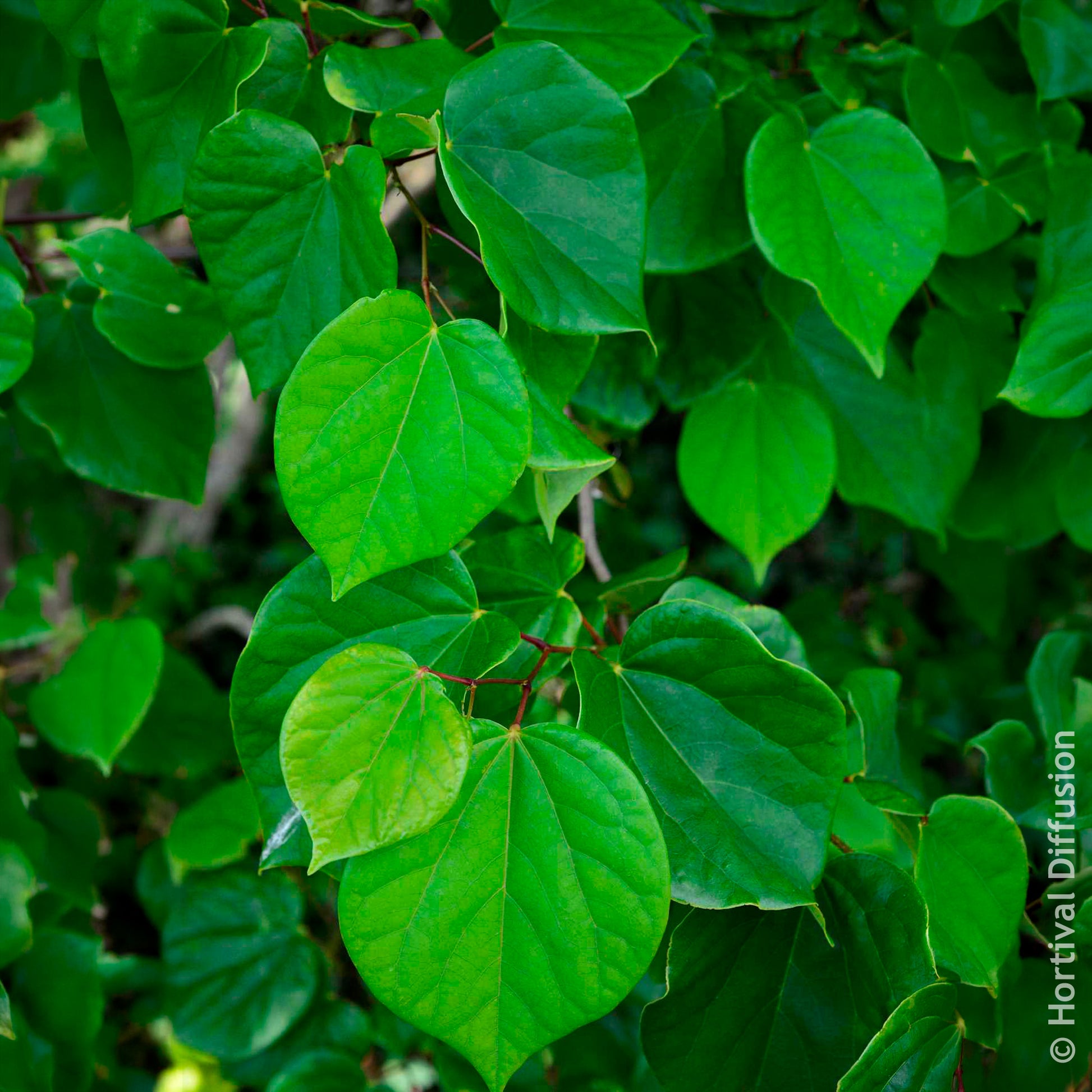 Chinesischer Judasbaum Avondale - Cercis chinensis Avondale Pot - Bakker