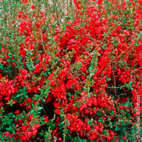 Japanische Zierquitte Rubra - Chaenomeles speciosa Rubra - Bakker